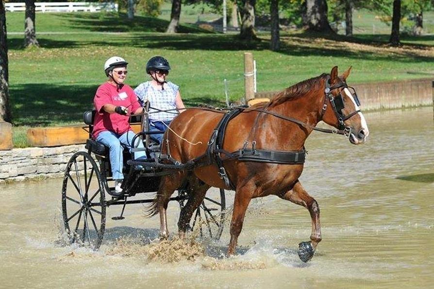 Marcia driving Snickers at Kentucky Horse Park National Drive